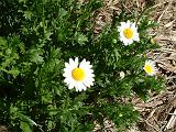 Chrysanthemum paludosum 